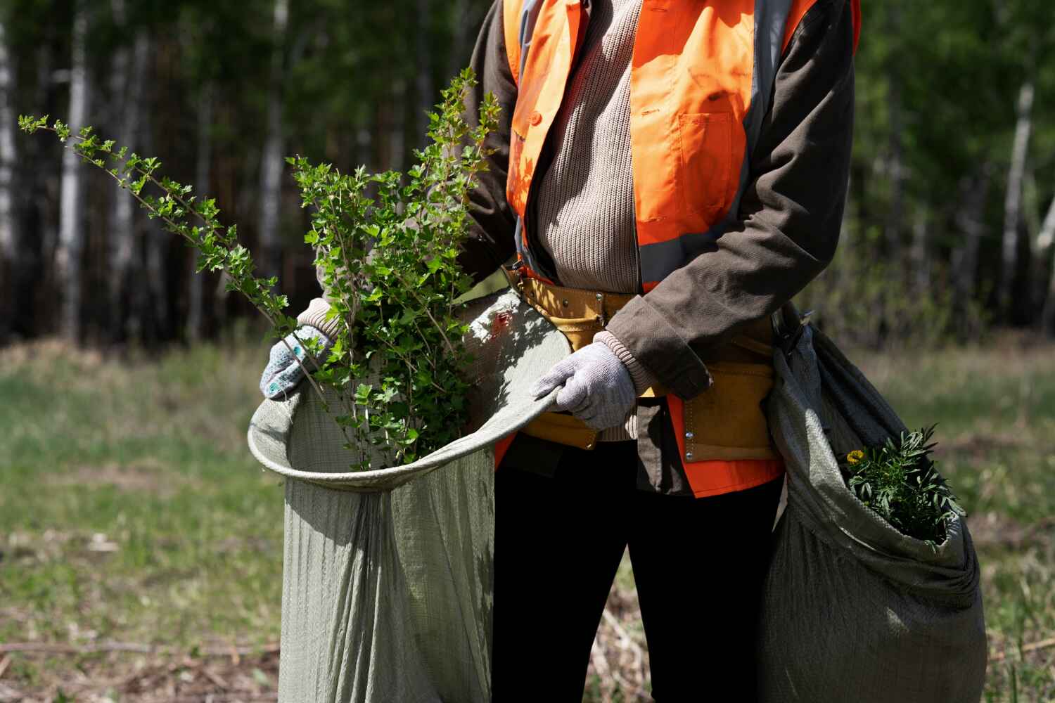 Best Tree Pruning Services  in USA